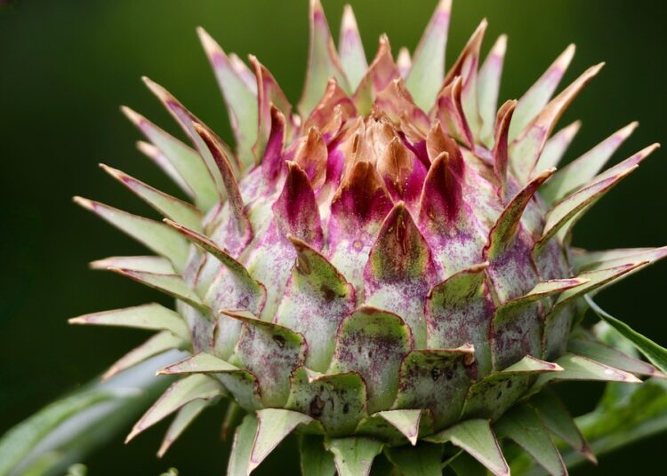 Mastering the Art of Wild Game Cleaning: Essential Tips and Techniques for Harvesting Your Bounty