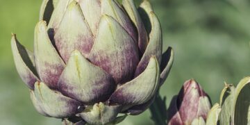 The Power of Nature: Exploring the Healing Benefits of Herbal Medicines