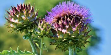 Unlocking the Secrets of Wild Foraging: A Sustainable Adventure