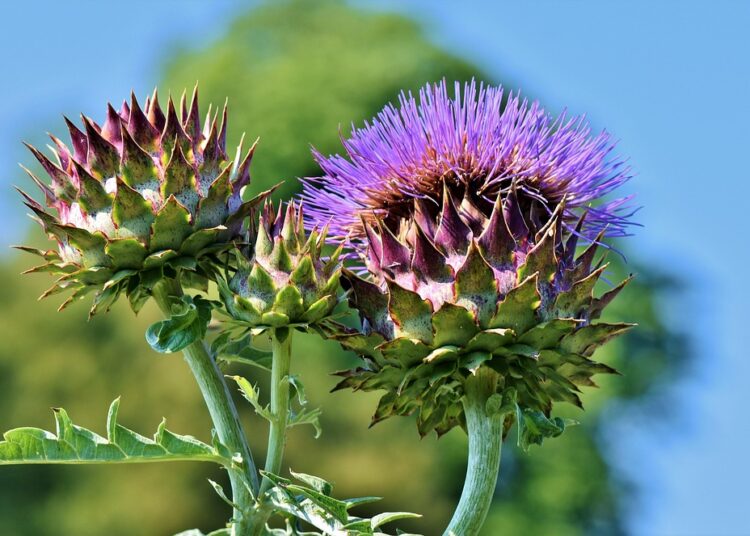 Unlocking the Secrets of Wild Foraging: A Sustainable Adventure