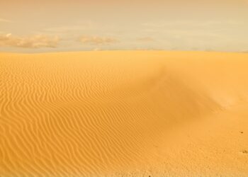 Wilderness Warrior: Mastering Survival Skills in the Forest