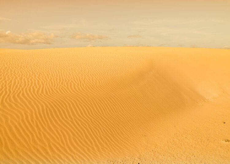 Wilderness Warrior: Mastering Survival Skills in the Forest