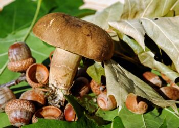 Exploring the Concrete Jungle: The Art of Urban Foraging