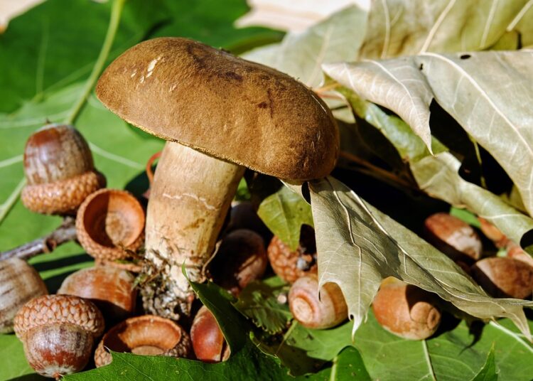 Exploring the Concrete Jungle: The Art of Urban Foraging