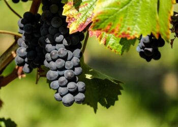 Mastering the Art of Food Foraging: Techniques for a Sustainable and Delicious Harvest