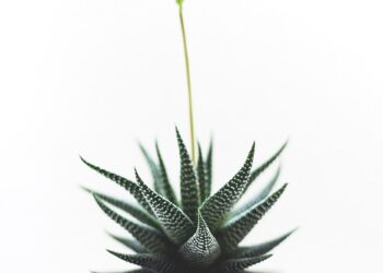 The Healing Power of Homeopathy: Unleashing Nature’s Remedies for Optimal Wellness