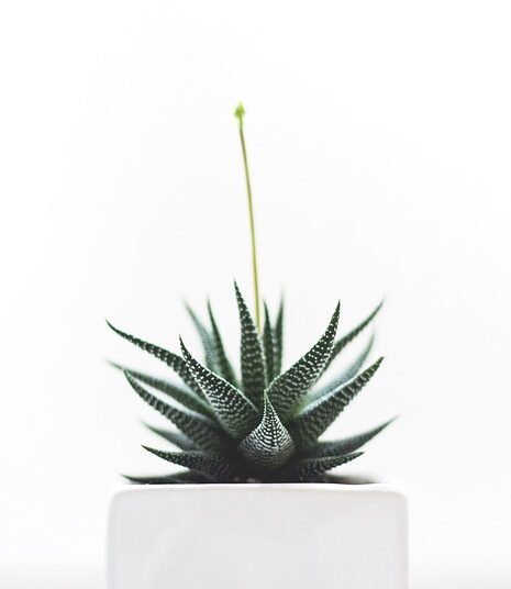 The Healing Power of Homeopathy: Unleashing Nature’s Remedies for Optimal Wellness