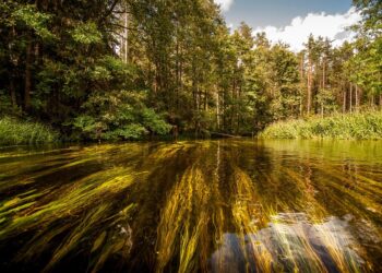 Ready or Not: The Ultimate Guide to Disaster Preparedness