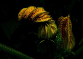 Unlocking Nature’s Healing Power: The Ultimate Guide to Herbal Remedies