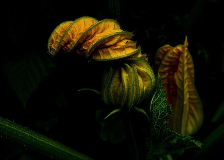 Unlocking Nature’s Healing Power: The Ultimate Guide to Herbal Remedies